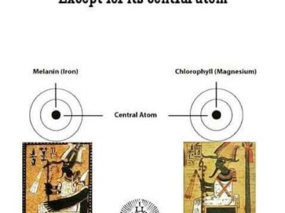 Melanin & Chlorophyll – Similarities and&nbsp;More!